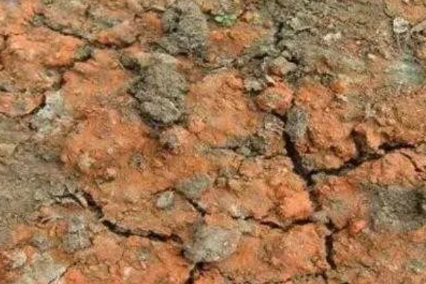 花盆里的土板结了怎么解决,可松土施肥并浸泡保湿