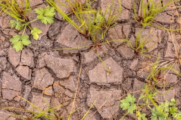 花盆里的土板结了怎么解决,可松土施肥并浸泡保湿