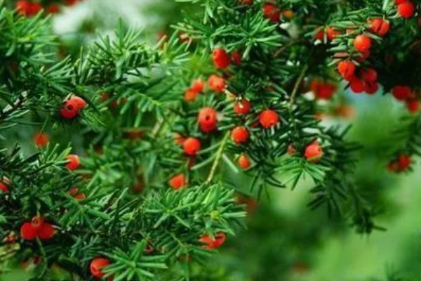 红豆杉几年可以开花结果，养殖5-6年后可以开花结果
