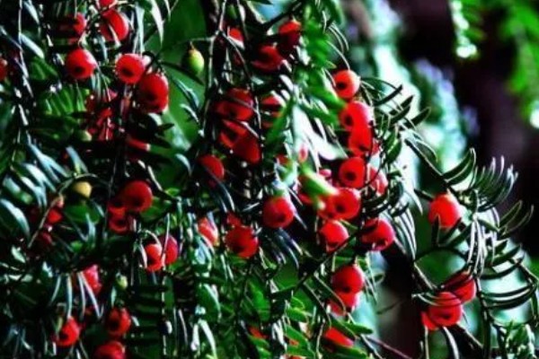 红豆杉几年可以开花结果，养殖5-6年后可以开花结果