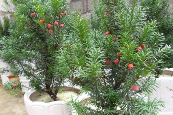 红豆杉几年可以开花结果，养殖5-6年后可以开花结果