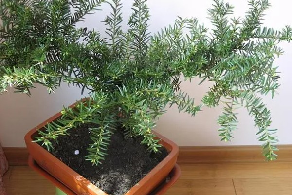红豆杉几年可以开花结果，养殖5-6年后可以开花结果