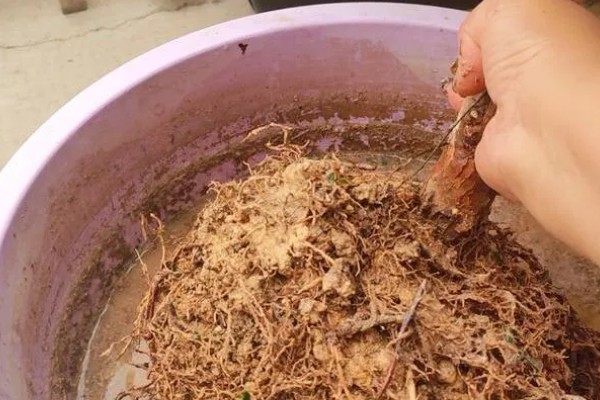 红豆杉几年可以开花结果，养殖5-6年后可以开花结果