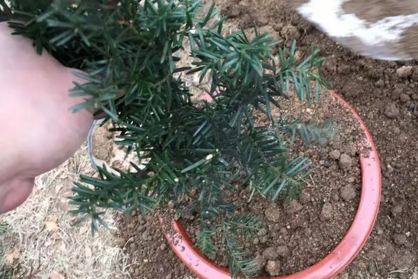 红豆杉几年可以开花结果，养殖5-6年后可以开花结果