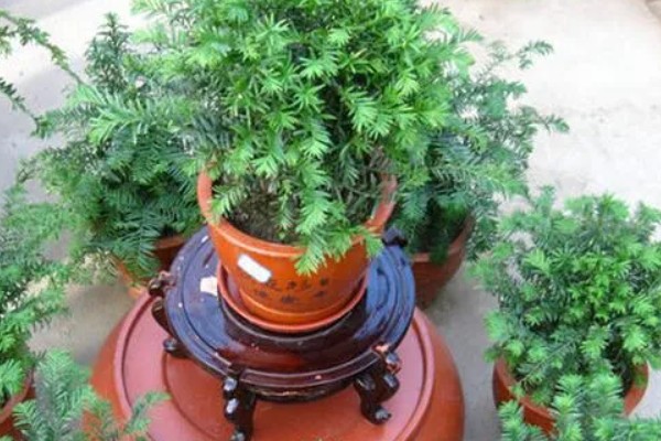红豆杉几年可以开花结果，养殖5-6年后可以开花结果