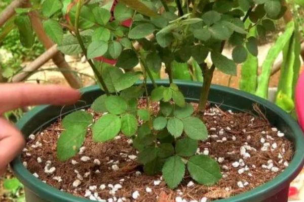 月季花冬天可以栽活吗，月季在冬季可以栽活