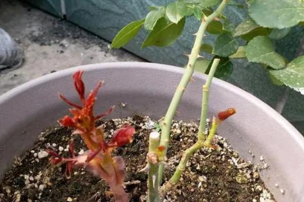 月季花冬天可以栽活吗，月季在冬季可以栽活