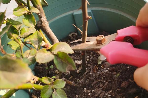 月季花冬天可以栽活吗，月季在冬季可以栽活