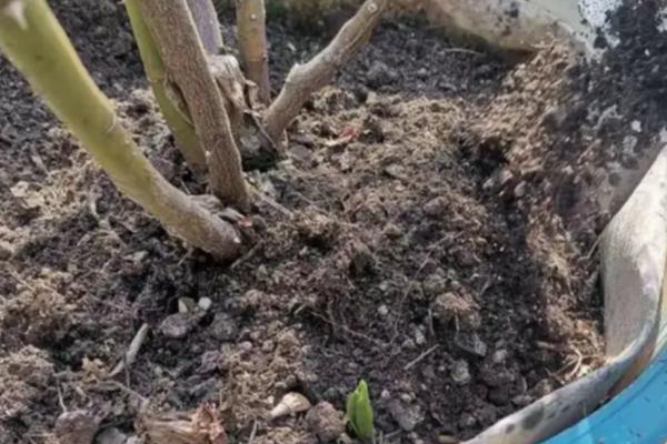 月季花冬天可以栽活吗，月季在冬季可以栽活