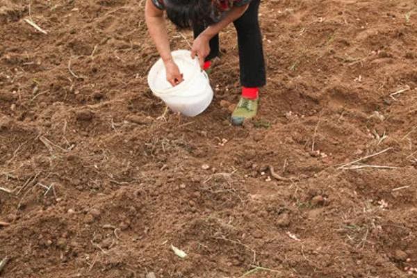 烧种到底是什么原因造成的，可能是尿素溶液的浓度过高所致