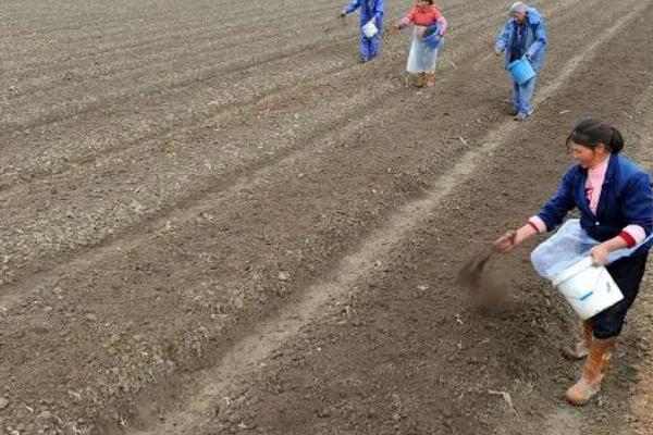烧种到底是什么原因造成的，可能是尿素溶液的浓度过高所致