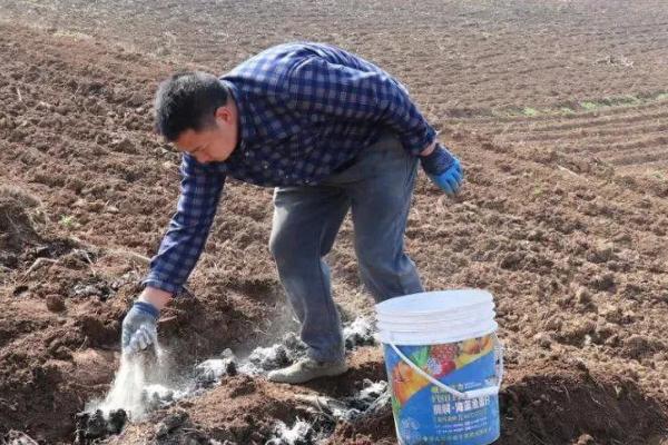 烧种到底是什么原因造成的，可能是尿素溶液的浓度过高所致