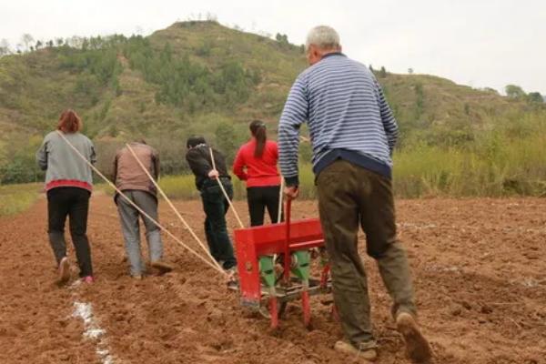 烧种到底是什么原因造成的，可能是尿素溶液的浓度过高所致