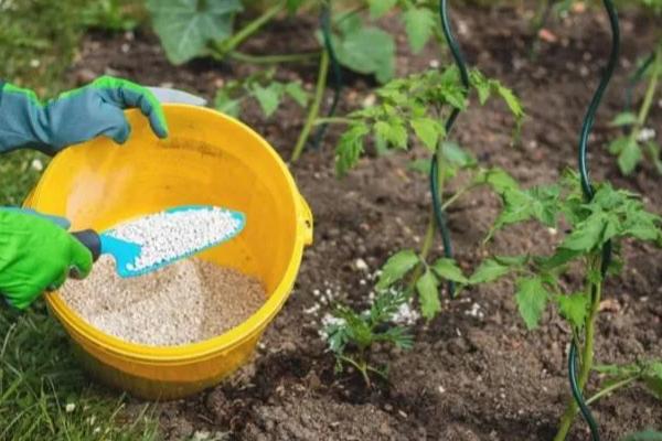 烧种到底是什么原因造成的，可能是尿素溶液的浓度过高所致