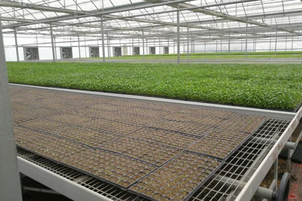 辣椒的育苗技术，育苗方法以播种为主