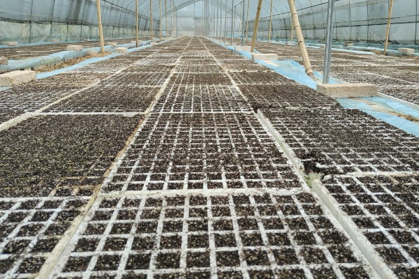 辣椒的育苗技术，育苗方法以播种为主