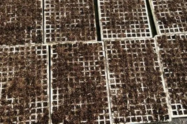 辣椒的育苗技术，育苗方法以播种为主