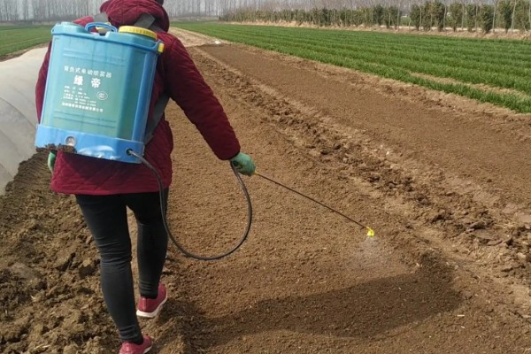 辣椒的育苗技术，育苗方法以播种为主
