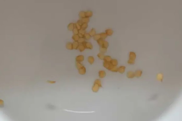 辣椒的育苗技术，育苗方法以播种为主