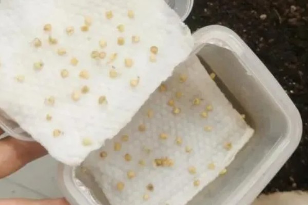 辣椒的育苗技术，育苗方法以播种为主