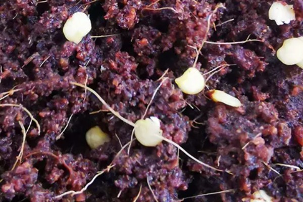 辣椒的育苗技术，育苗方法以播种为主