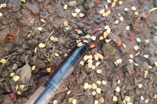 辣椒的育苗技术，育苗方法以播种为主