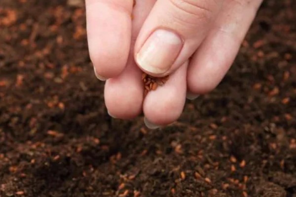 辣椒的育苗技术，育苗方法以播种为主