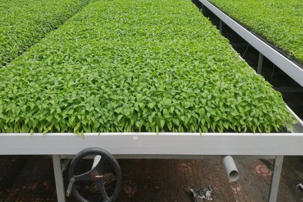 辣椒的育苗技术，育苗方法以播种为主