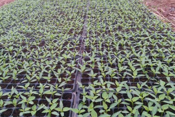 辣椒的育苗技术，育苗方法以播种为主