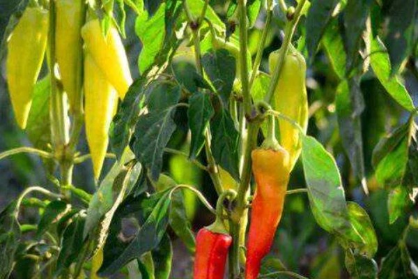 辣椒的育苗技术，育苗方法以播种为主