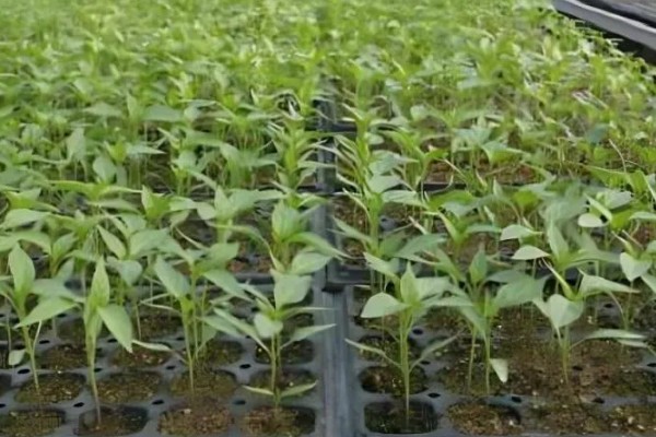 辣椒的育苗技术，育苗方法以播种为主