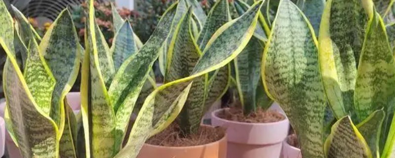 虎皮兰烂根如何处理，剪除腐烂部位消毒晾干后再重栽