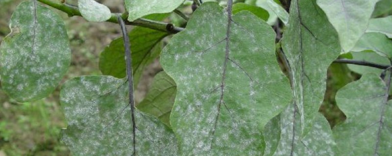 蔬菜白粉病的防治方法，发病初期可喷施粉锈宁等药物