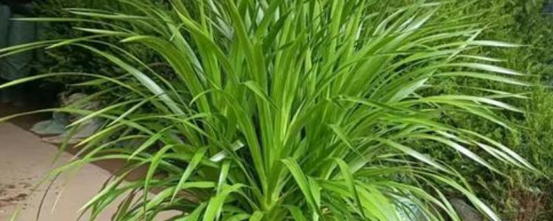 龙须兰有哪些寓意，代表延年益寿、家人健康长寿