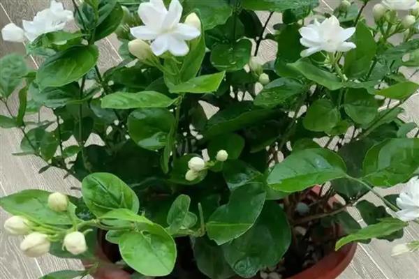 茉莉花怎么养,通常2年左右需换盆