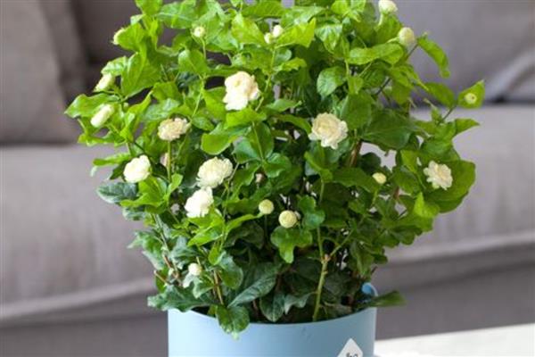 茉莉花怎么养,通常2年左右需换盆