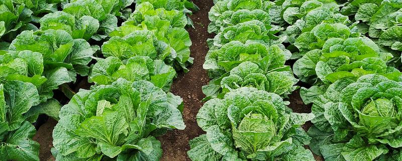 白菜的耐寒温度，温度降至-11℃左右时无法正常生长