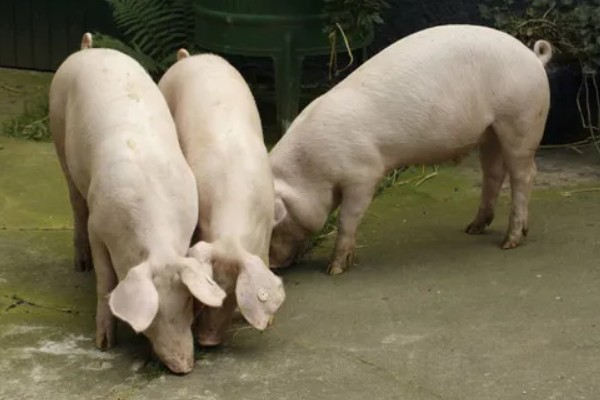 家猪放养会不会变成野猪，通常不会变成野猪