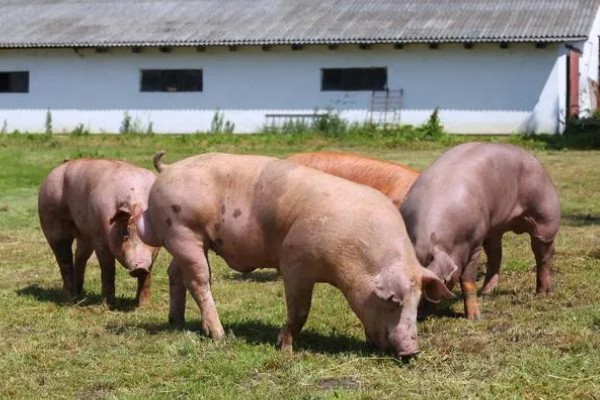 家猪放养会不会变成野猪，通常不会变成野猪