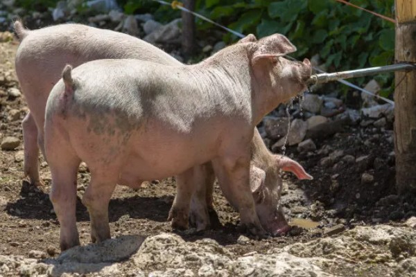 家猪放养会不会变成野猪，通常不会变成野猪
