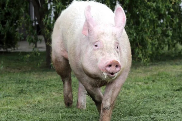 家猪放养会不会变成野猪，通常不会变成野猪