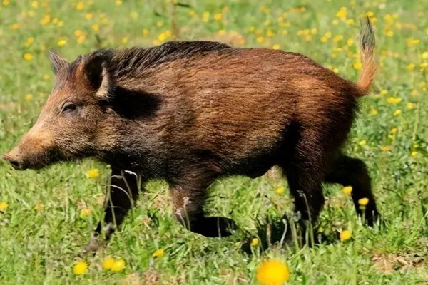 家猪放养会不会变成野猪，通常不会变成野猪