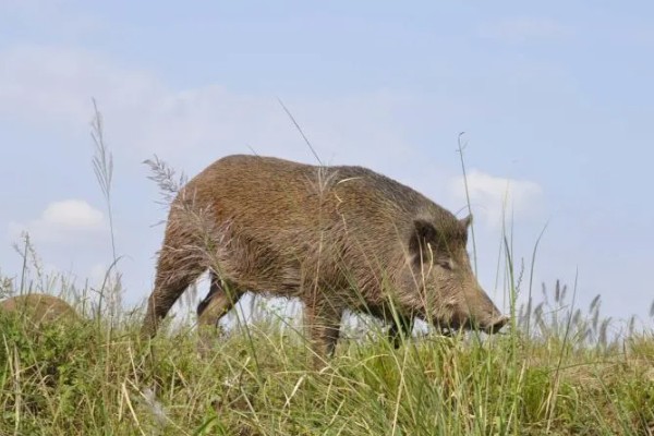 家猪放养会不会变成野猪，通常不会变成野猪