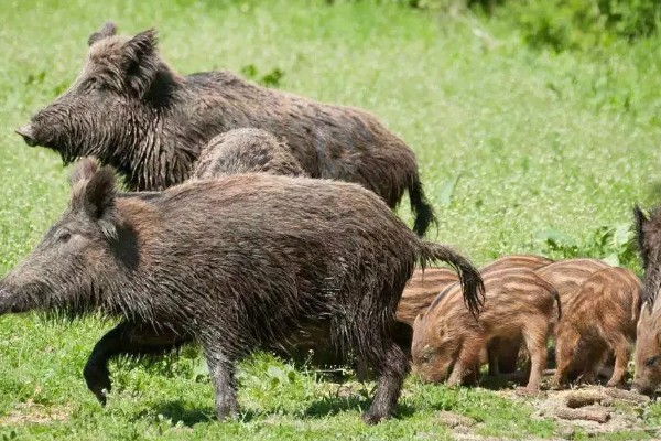 家猪放养会不会变成野猪，通常不会变成野猪