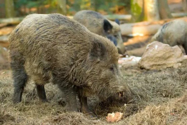 家猪放养会不会变成野猪，通常不会变成野猪