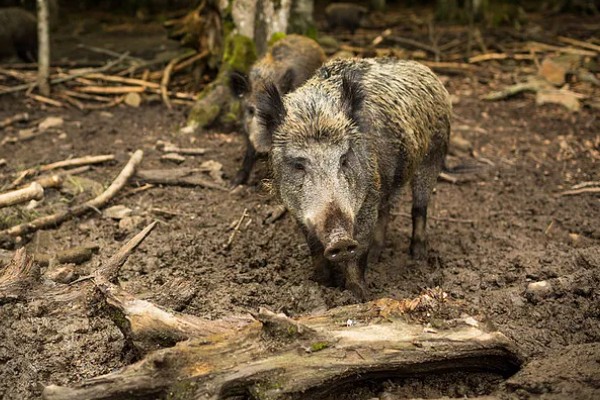 家猪放养会不会变成野猪，通常不会变成野猪