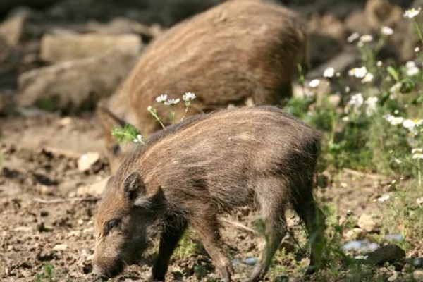 家猪放养会不会变成野猪，通常不会变成野猪