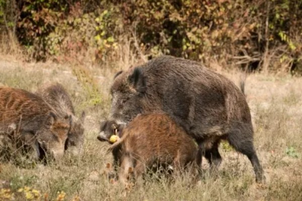 家猪放养会不会变成野猪，通常不会变成野猪