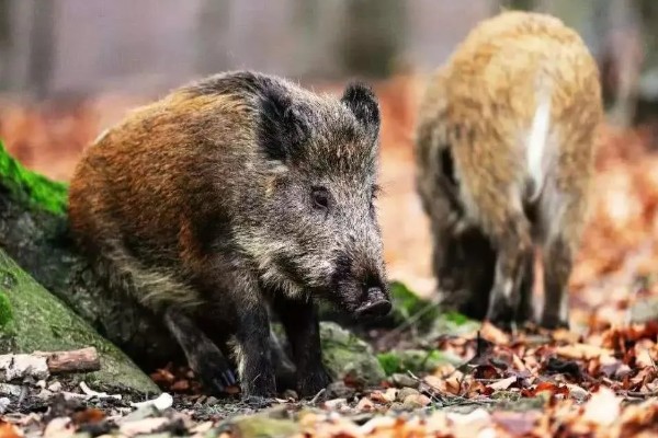 家猪放养会不会变成野猪，通常不会变成野猪