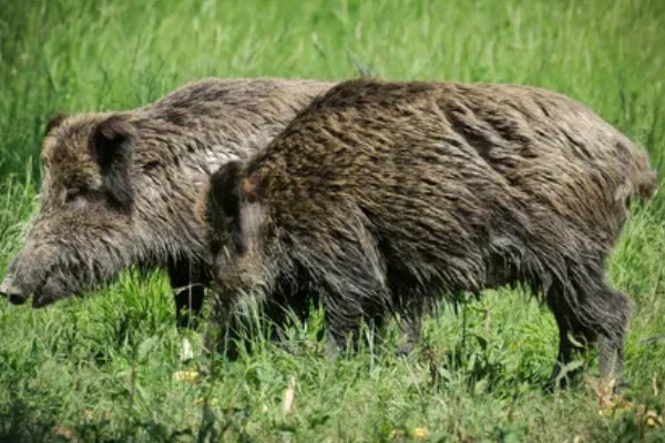 家猪放养会不会变成野猪，通常不会变成野猪